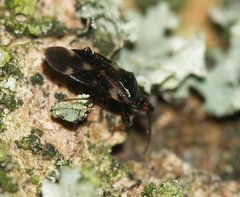 Anthocoridae