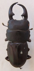 Dorcus ritsemae volscens
