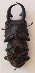 Dorcus ritsemae volscens
