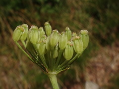 Ligusticum lucidum