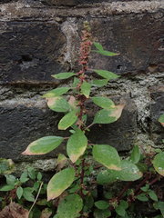 Parietaria judaica