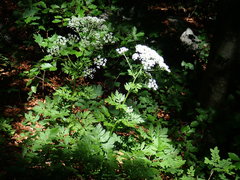 Pleurospermum austriacum
