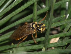 Acantholyda posticalis