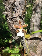 Oncidium leucochilum
