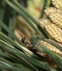 Acantholyda posticalis