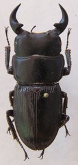 Dorcus ritsemae volscens
