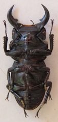 Dorcus ritsemae volscens