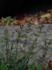 Polypogon viridis