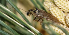 Acantholyda posticalis