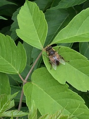 Eristalis tenax
