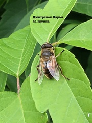 Eristalis tenax