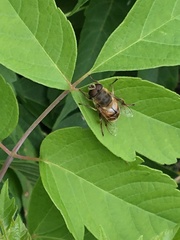 Eristalis tenax