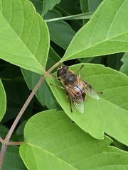 Eristalis tenax