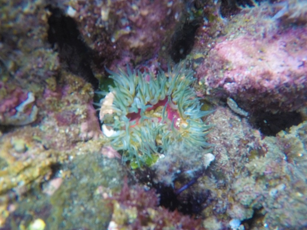 Anthopleura dowii