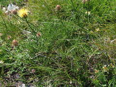 Centaurea rupestris