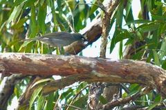 Stomiopera unicolor