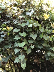 Vitis shuttleworthii