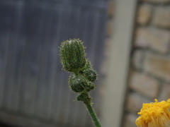 Sonchus arvensis