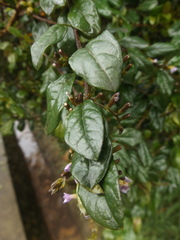 Duranta mutisii