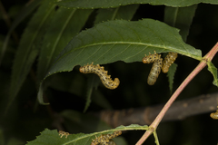 Pristiphora geniculata