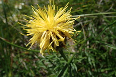 Centaurea rupestris