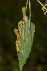 Pristiphora geniculata
