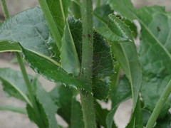 Sonchus arvensis