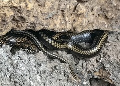 Pseudalsophis steindachneri