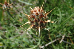 Centaurea rupestris