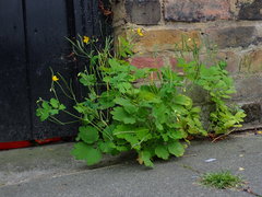 Chelidonium majus