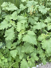 Xanthium strumarium canadense