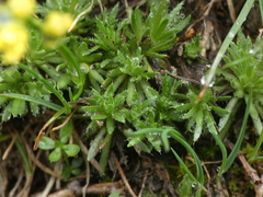 Draba aizoides