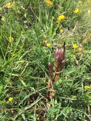 Gentianella germanica