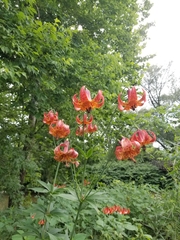 Lilium superbum