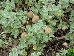 Marrubium rotundifolium
