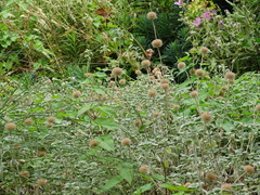 Marrubium rotundifolium