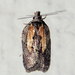 Acleris youngana - Photo (c) Susan Elliott, some rights reserved (CC BY-NC)