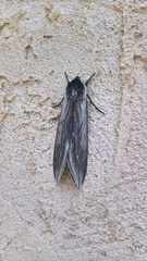 Sphinx perelegans