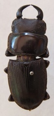 Dorcus ritsemae volscens