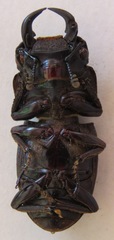 Dorcus ritsemae volscens