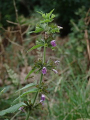 Ballota nigra