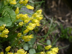 Draba aizoides