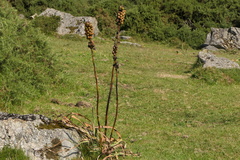 Asphodelus macrocarpus