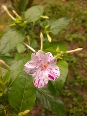 Mirabilis