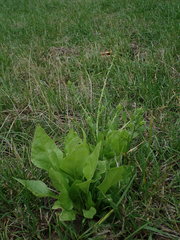 Beta vulgaris