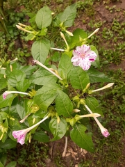 Mirabilis