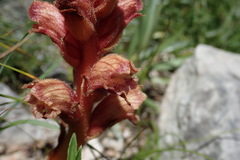 Orobanche teucrii