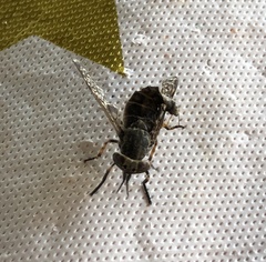 Haematopota pluvialis