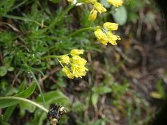 Draba aizoides