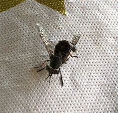 Haematopota pluvialis